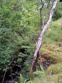 Kleine Wanderung in der Nähe von Loch Lomond (7).
